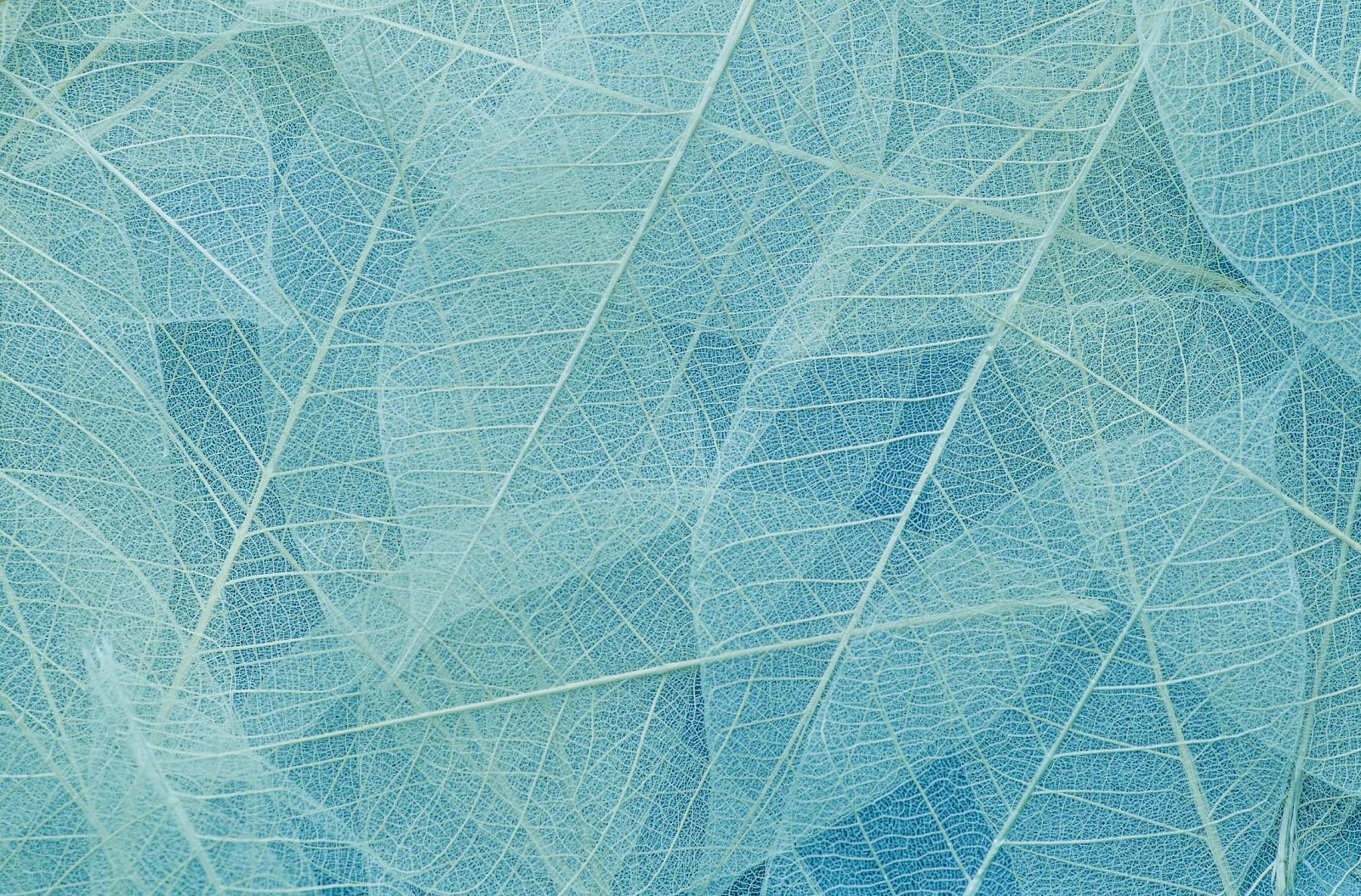 The image shows a close-up of overlapping blue and teal translucent leaves, highlighting their intricate vein patterns.